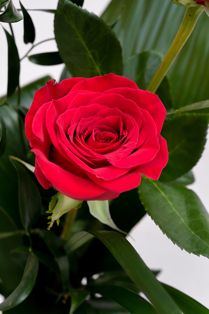 Detall de la Rosa vista d'aprop